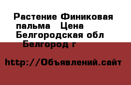 Растение Финиковая пальма › Цена ­ 150 - Белгородская обл., Белгород г.  »    